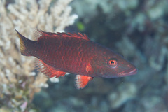 Oxycheilinus digramma