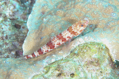 Synodus rubromarmoratus