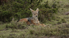 Lupulella mesomelas schmidti