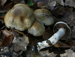 Cortinarius infractus