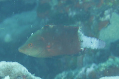 Cheilinus oxycephalus