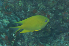 Amblyglyphidodon aureus