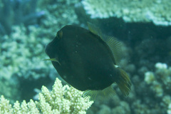 Cantherhines pardalis