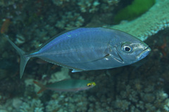 Craterognathus plagiotaenia