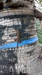 Anolis sagrei