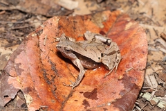 Physalaemus atlanticus