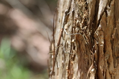 Anchiale austrotessulata