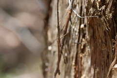 Anchiale austrotessulata