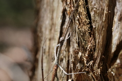 Anchiale austrotessulata
