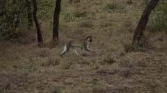 Chlorocebus pygerythrus hilgerti