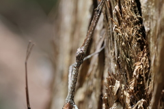 Anchiale austrotessulata
