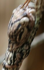 Anchiale austrotessulata