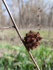 Glycyrrhiza echinata
