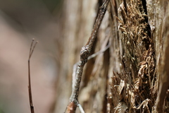 Anchiale austrotessulata