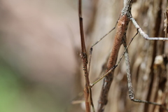 Anchiale austrotessulata