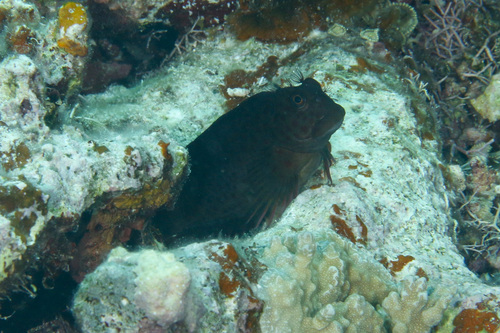 Cirripectes fuscoguttatus observed 2022-12-08