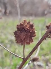 Glycyrrhiza echinata