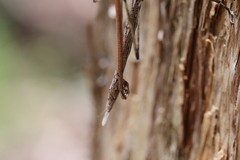 Anchiale austrotessulata