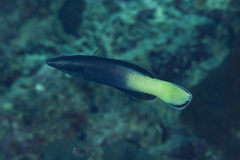 Labroides bicolor