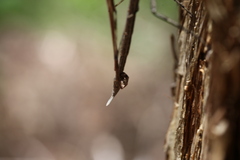 Anchiale austrotessulata