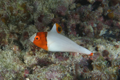 Cetoscarus ocellatus