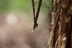 Anchiale austrotessulata