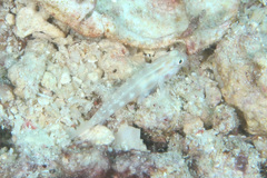 Gnatholepis cauerensis