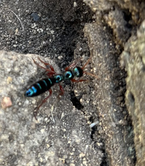 Diamma bicolor
