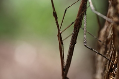 Anchiale austrotessulata