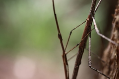 Anchiale austrotessulata