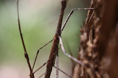 Anchiale austrotessulata