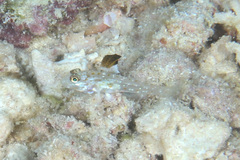 Fusigobius melacron