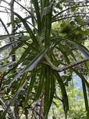 Freycinetia arborea