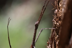 Anchiale austrotessulata