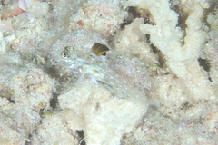 Fusigobius melacron