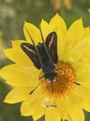 Taractrocera papyria