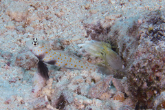 Amblyeleotris guttata