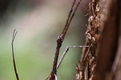 Anchiale austrotessulata