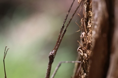 Anchiale austrotessulata