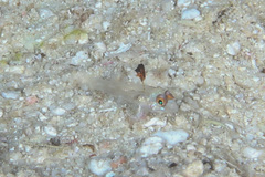 Fusigobius melacron