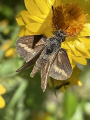 Taractrocera papyria