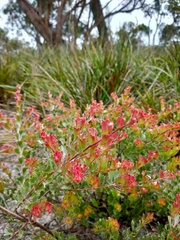 Adenanthos cuneatus