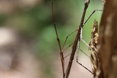 Anchiale austrotessulata