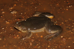 Xenopus