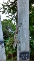 Anolis sagrei