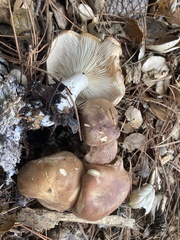 Leucopaxillus gentianeus