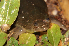 Xenopus