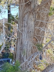 Juniperus monosperma