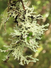 Hypogymnia subphysodes