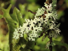 Hypogymnia subphysodes